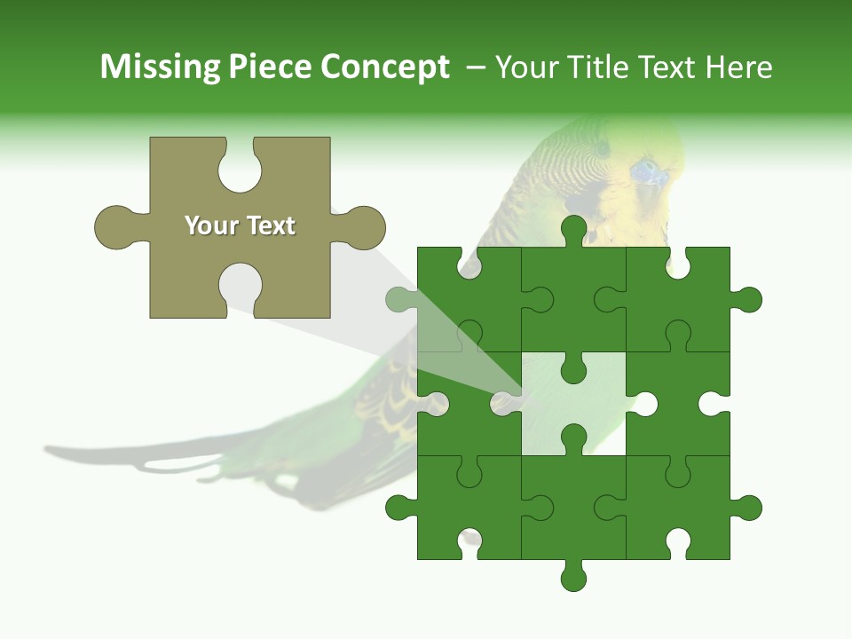 Beak Backgrounds Pets PowerPoint Template