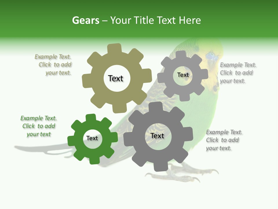 Beak Backgrounds Pets PowerPoint Template