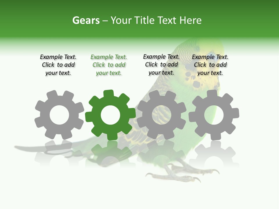 Beak Backgrounds Pets PowerPoint Template