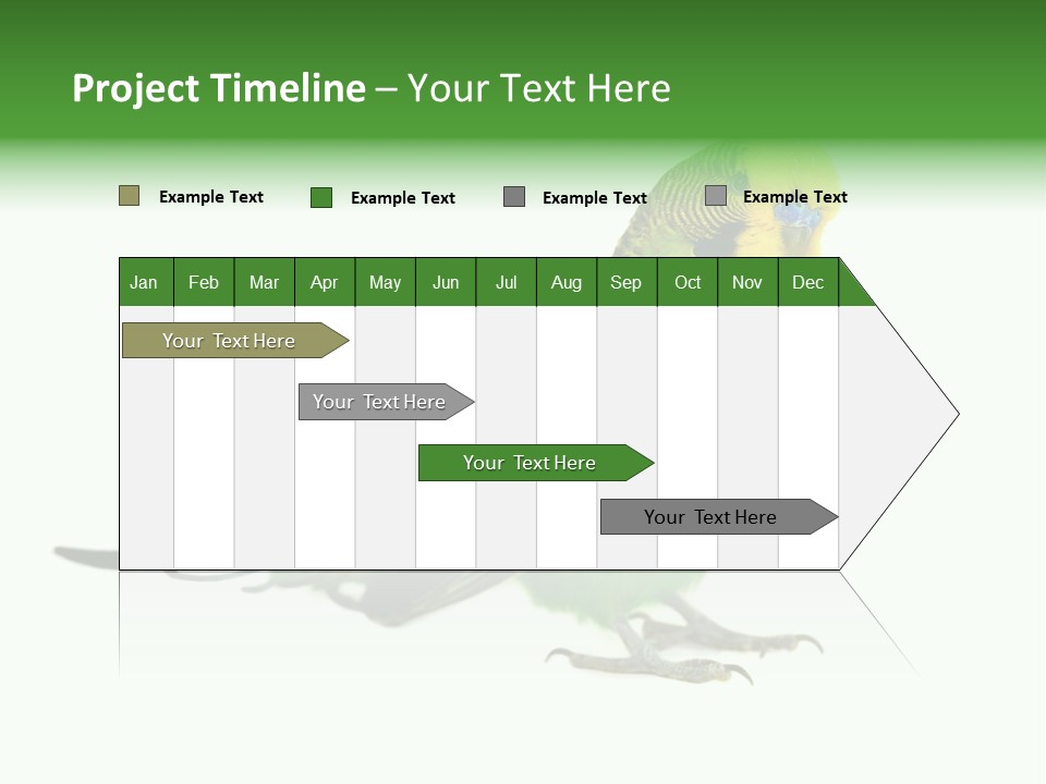 Beak Backgrounds Pets PowerPoint Template