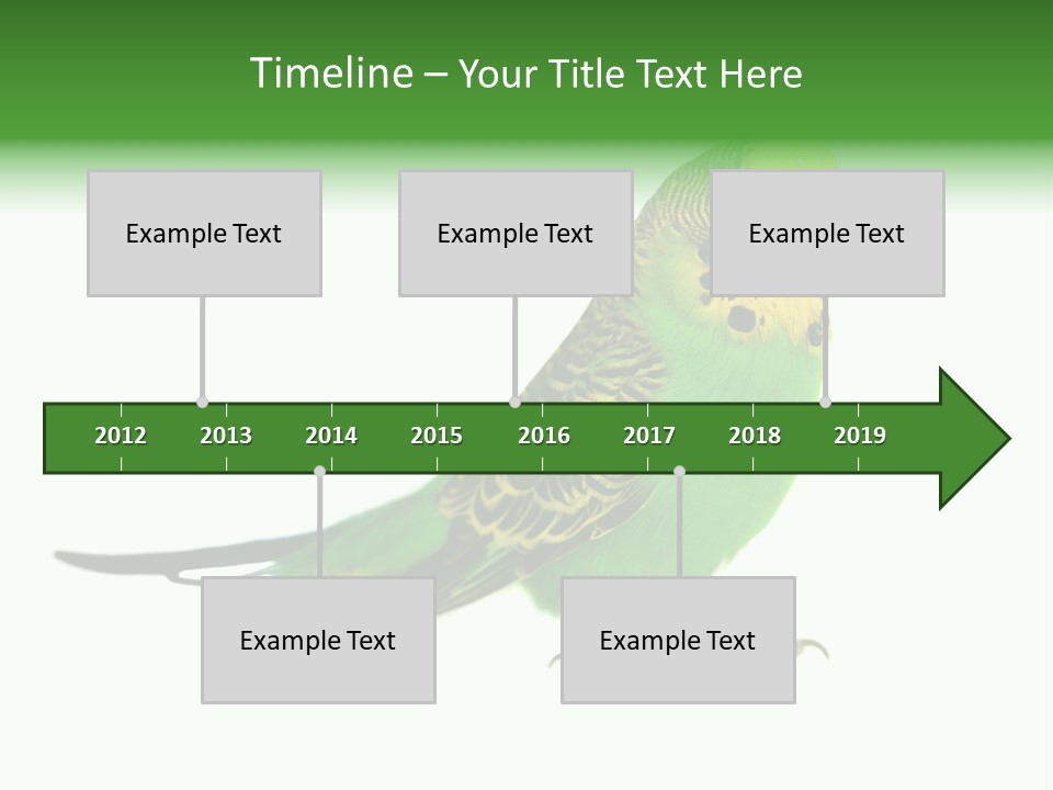 Beak Backgrounds Pets PowerPoint Template