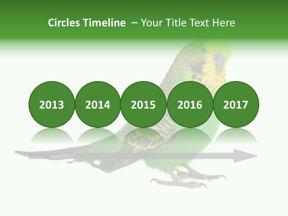 Beak Backgrounds Pets PowerPoint Template