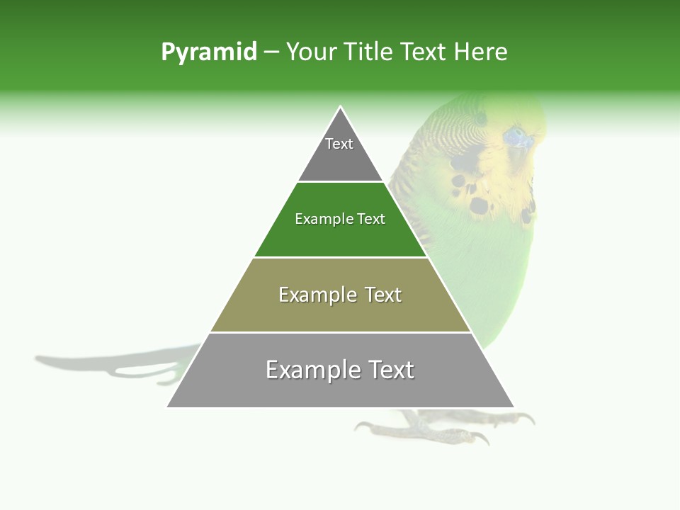 Beak Backgrounds Pets PowerPoint Template