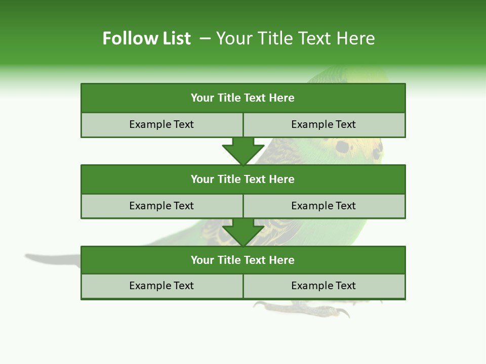 Beak Backgrounds Pets PowerPoint Template