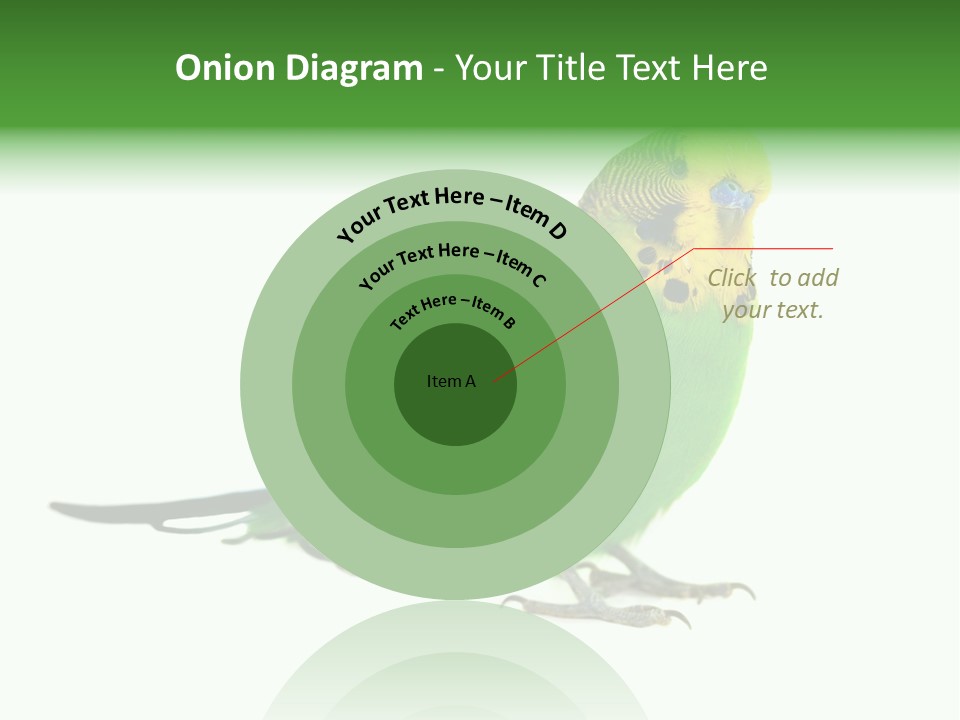 Beak Backgrounds Pets PowerPoint Template