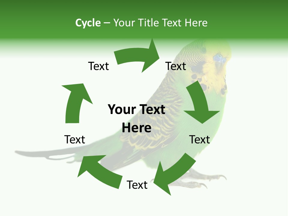 Beak Backgrounds Pets PowerPoint Template