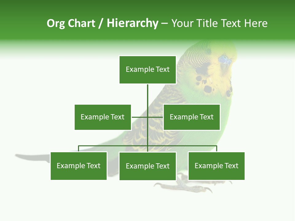 Beak Backgrounds Pets PowerPoint Template