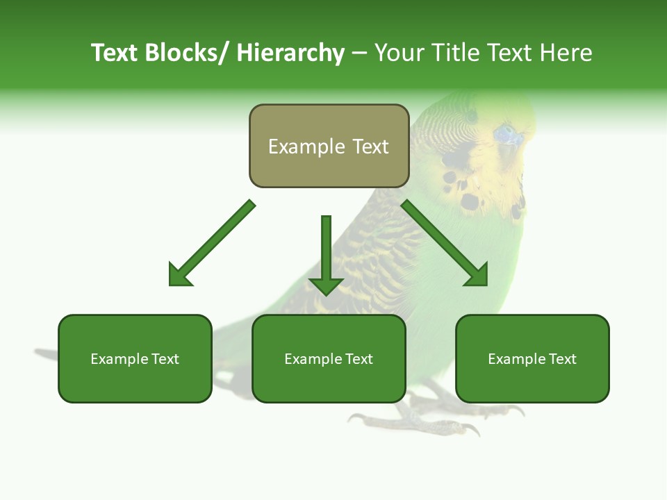 Beak Backgrounds Pets PowerPoint Template