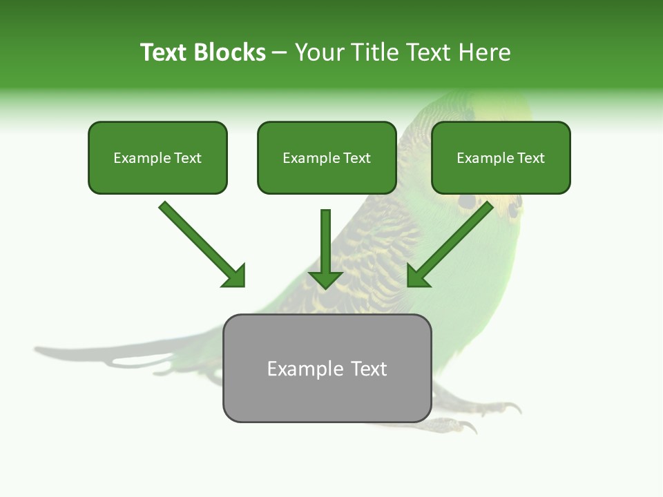 Beak Backgrounds Pets PowerPoint Template