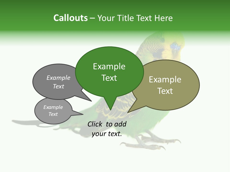 Beak Backgrounds Pets PowerPoint Template