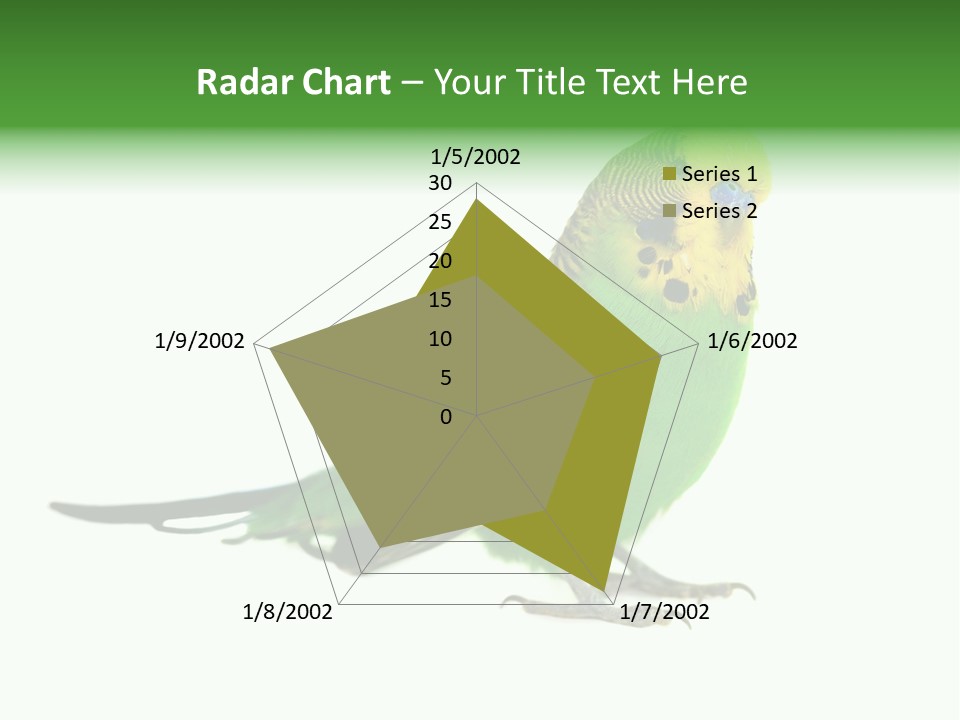 Beak Backgrounds Pets PowerPoint Template