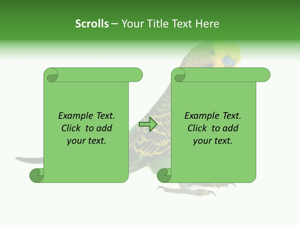 Beak Backgrounds Pets PowerPoint Template