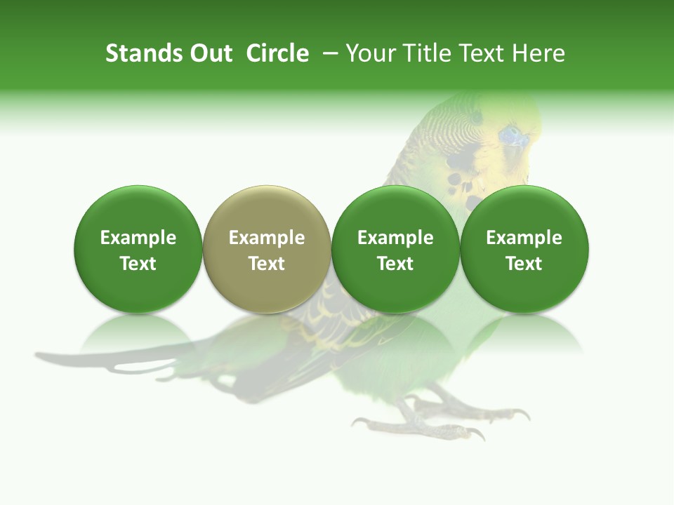 Beak Backgrounds Pets PowerPoint Template