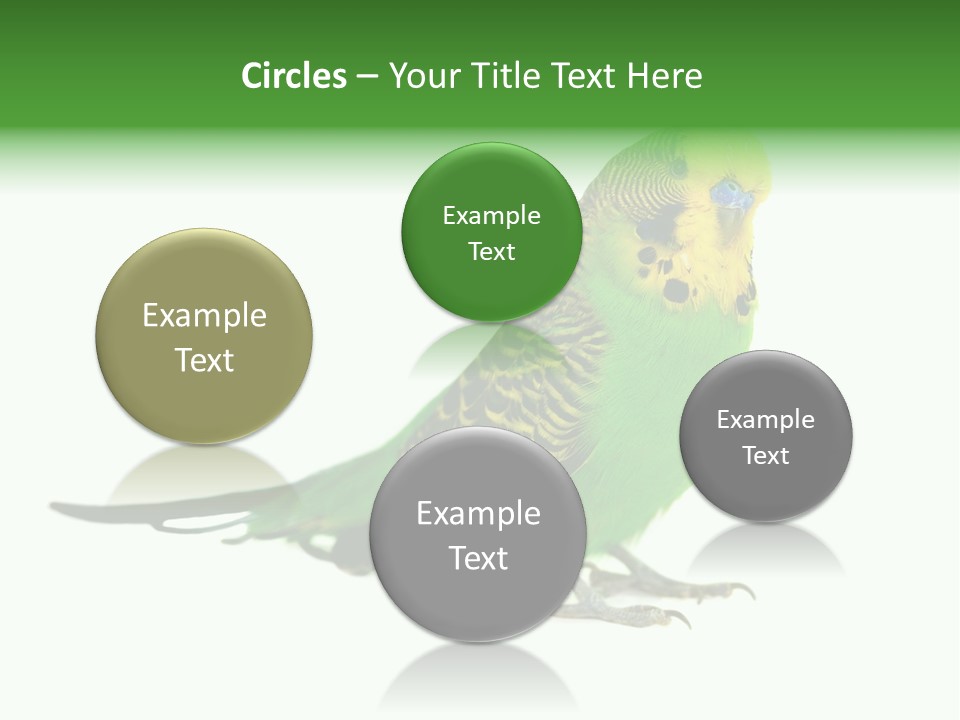 Beak Backgrounds Pets PowerPoint Template