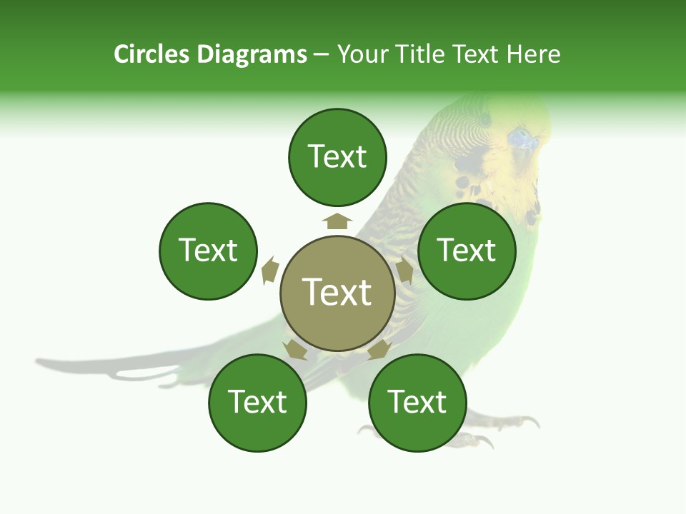 Beak Backgrounds Pets PowerPoint Template