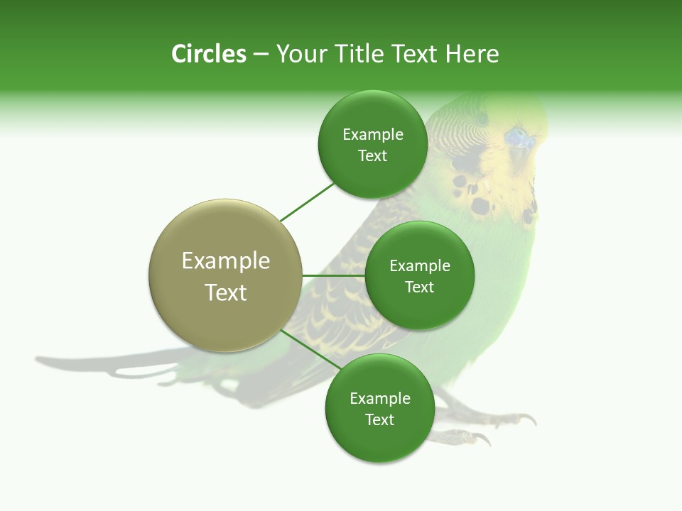 Beak Backgrounds Pets PowerPoint Template