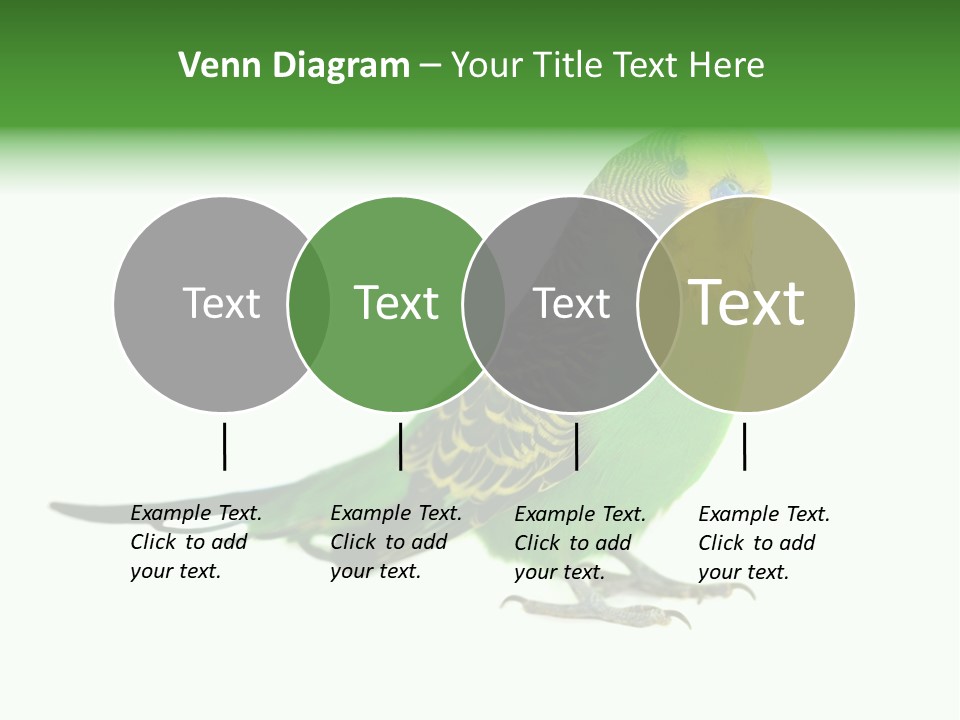 Beak Backgrounds Pets PowerPoint Template