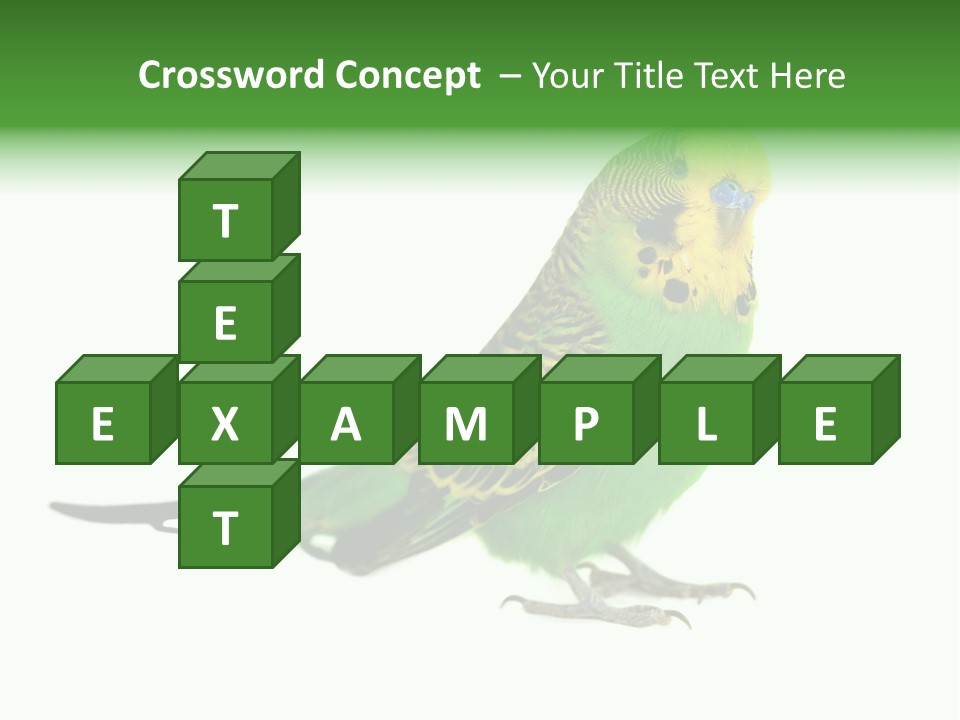 Beak Backgrounds Pets PowerPoint Template