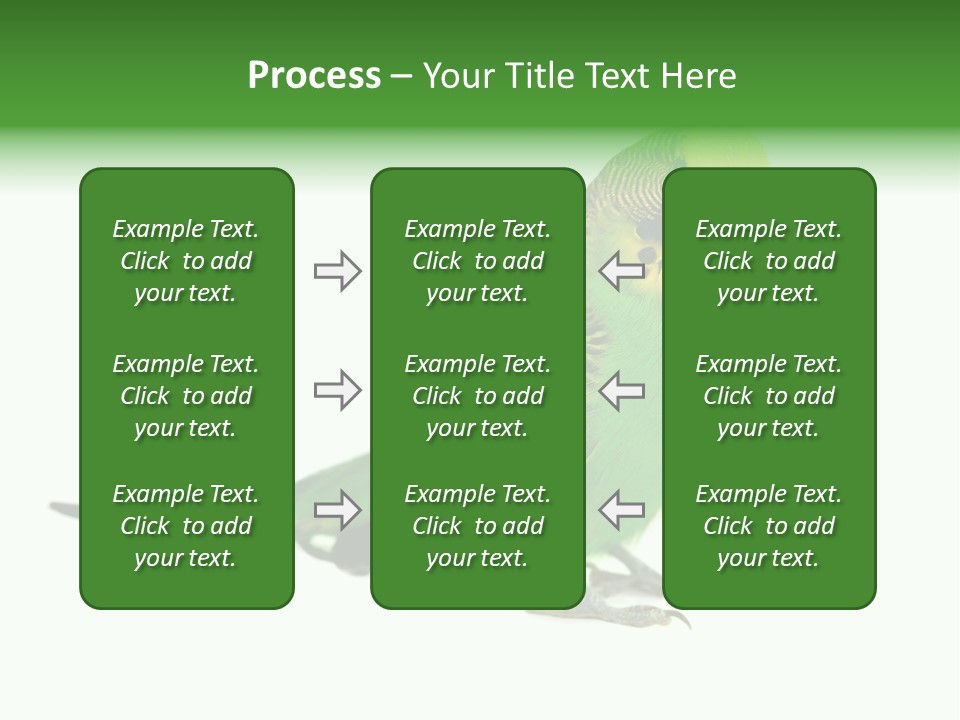 Beak Backgrounds Pets PowerPoint Template