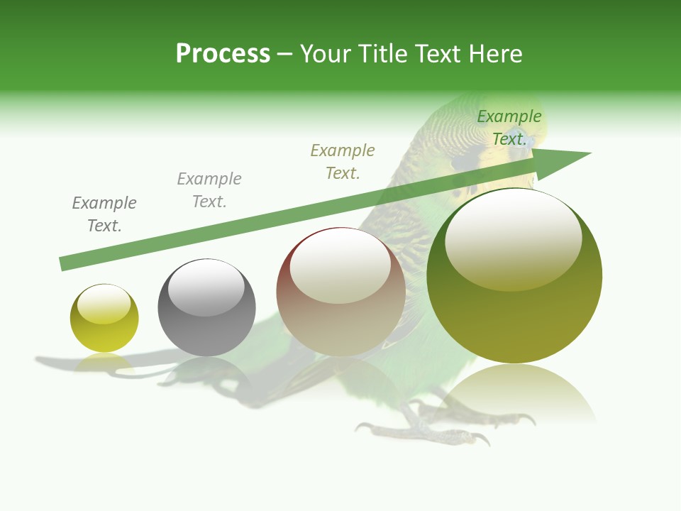 Beak Backgrounds Pets PowerPoint Template