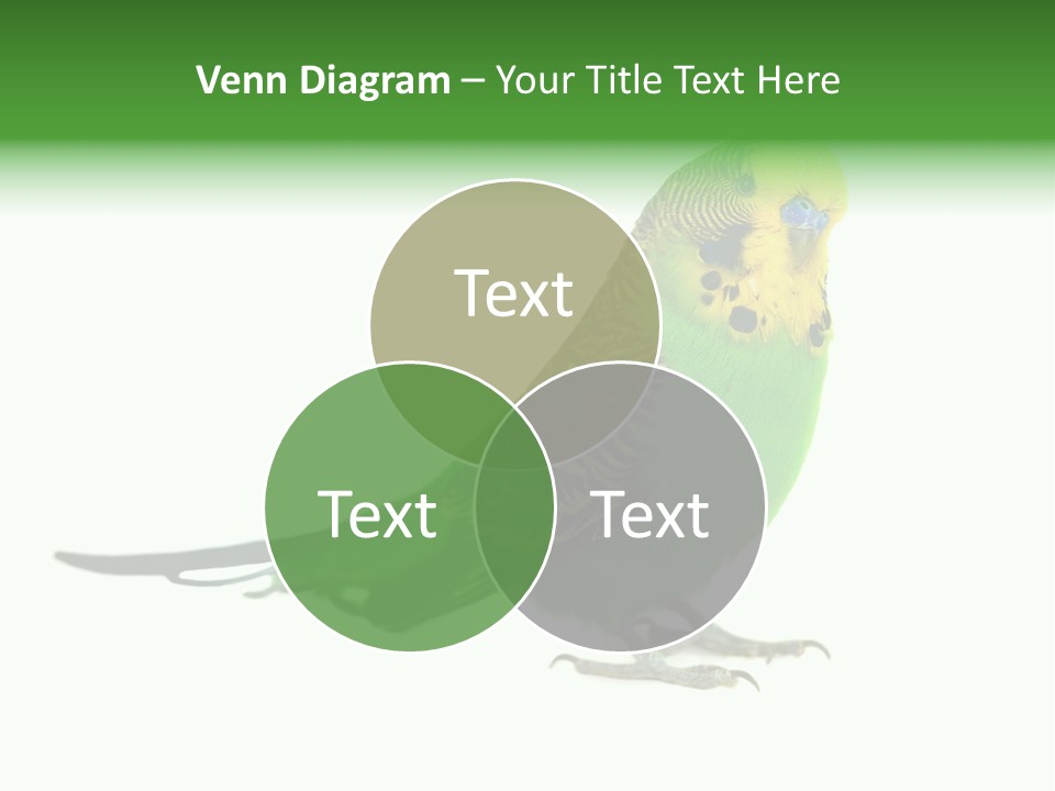 Beak Backgrounds Pets PowerPoint Template