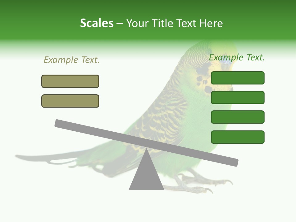 Beak Backgrounds Pets PowerPoint Template