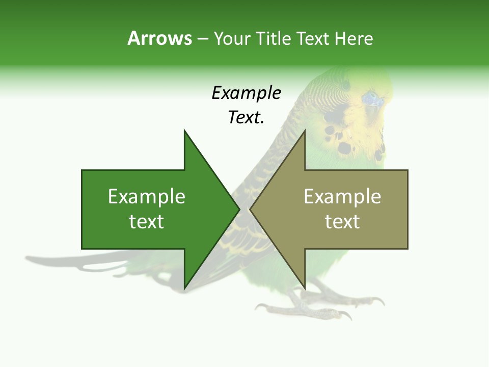 Beak Backgrounds Pets PowerPoint Template