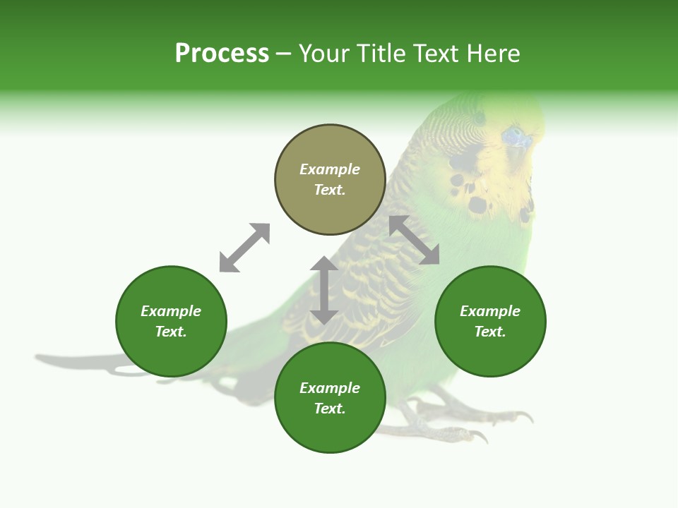 Beak Backgrounds Pets PowerPoint Template