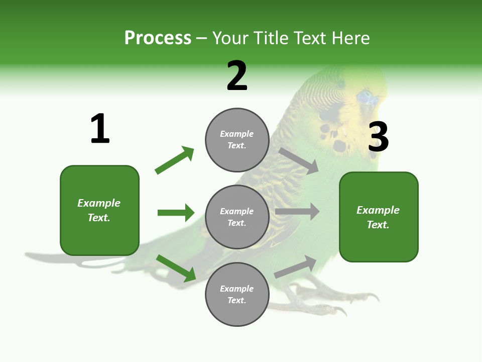 Beak Backgrounds Pets PowerPoint Template