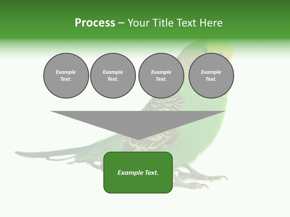 Beak Backgrounds Pets PowerPoint Template