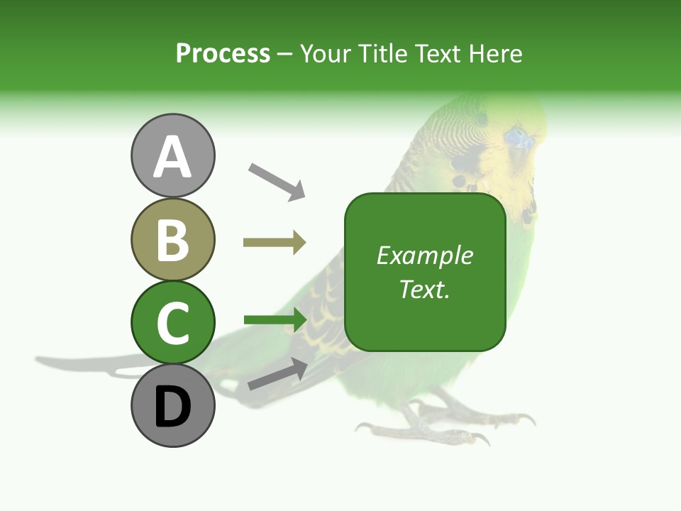 Beak Backgrounds Pets PowerPoint Template