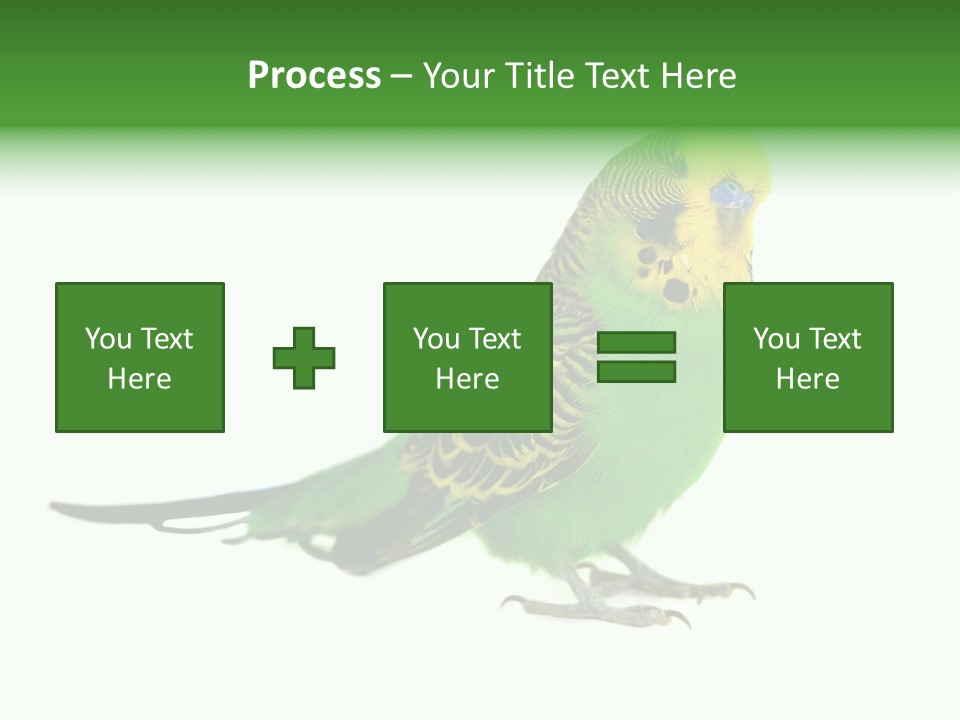 Beak Backgrounds Pets PowerPoint Template