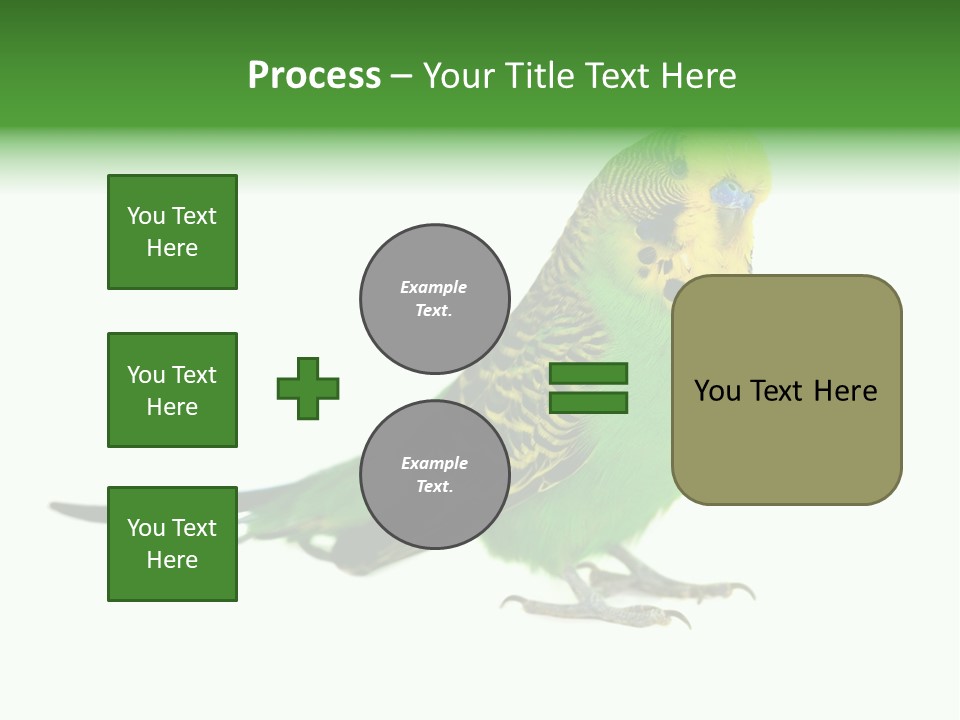 Beak Backgrounds Pets PowerPoint Template