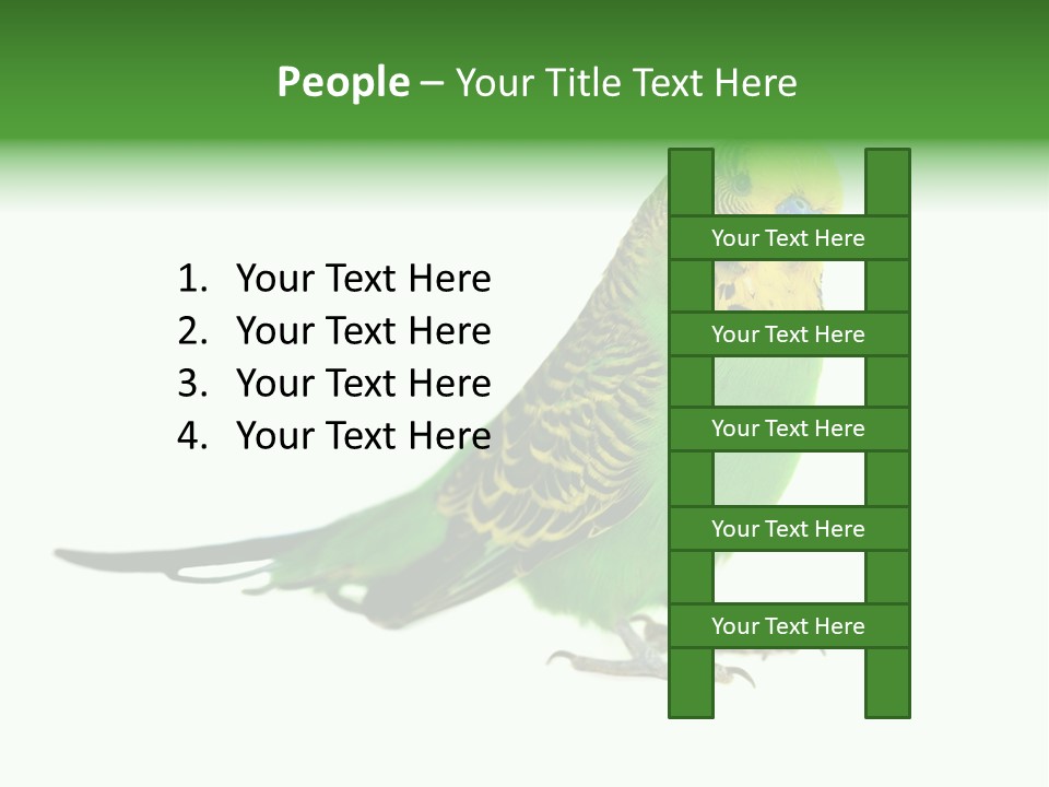 Beak Backgrounds Pets PowerPoint Template