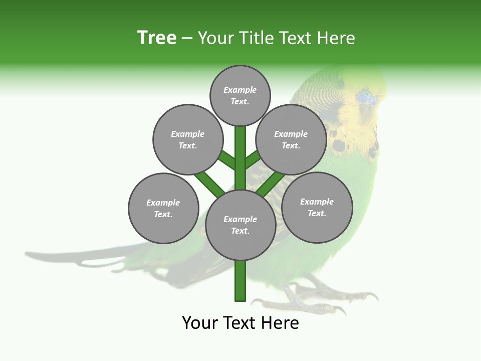 Beak Backgrounds Pets PowerPoint Template