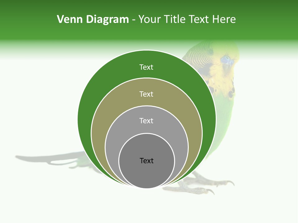 Beak Backgrounds Pets PowerPoint Template