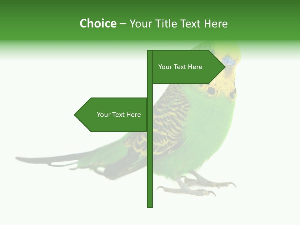 Beak Backgrounds Pets PowerPoint Template