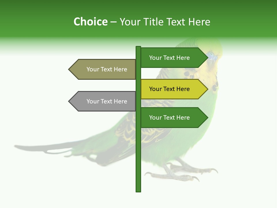 Beak Backgrounds Pets PowerPoint Template