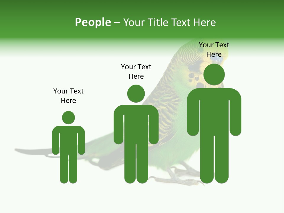 Beak Backgrounds Pets PowerPoint Template