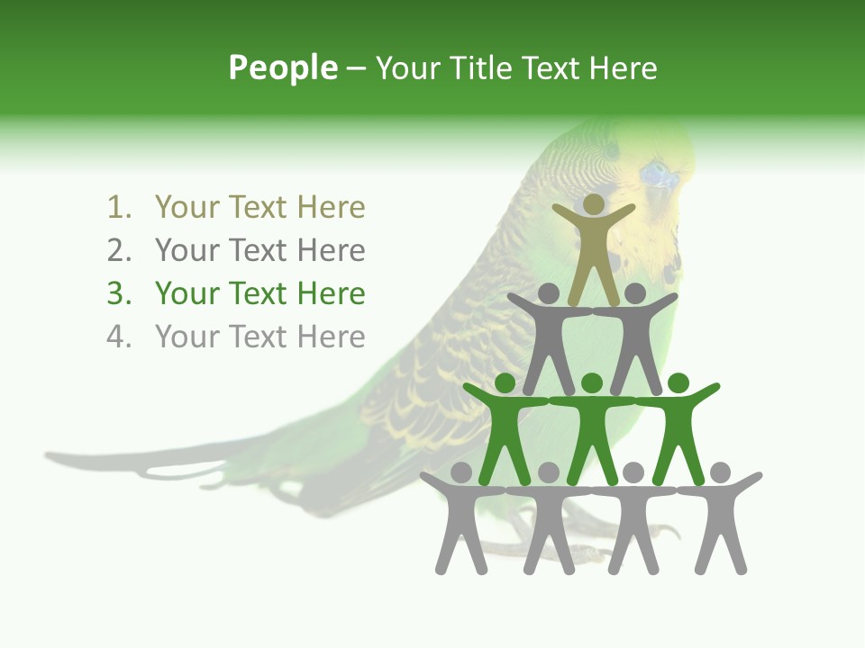 Beak Backgrounds Pets PowerPoint Template