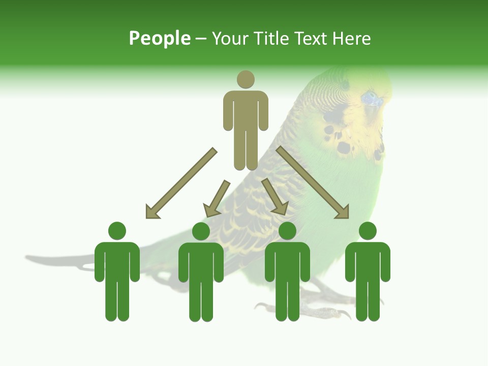 Beak Backgrounds Pets PowerPoint Template