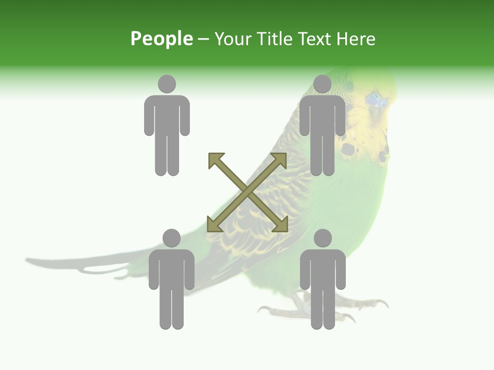 Beak Backgrounds Pets PowerPoint Template