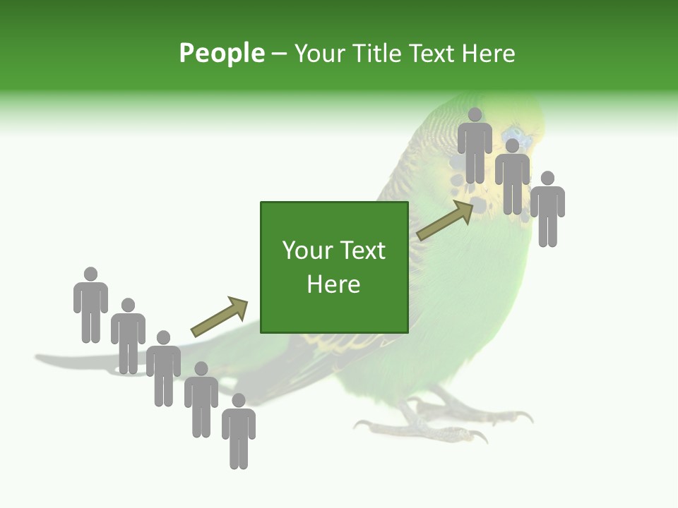 Beak Backgrounds Pets PowerPoint Template