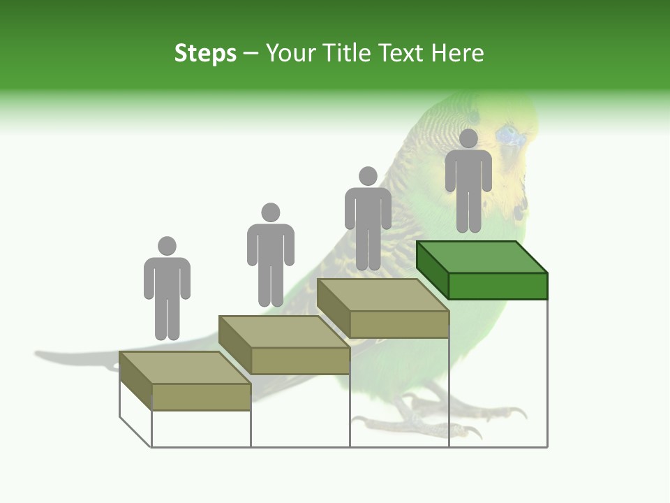 Beak Backgrounds Pets PowerPoint Template