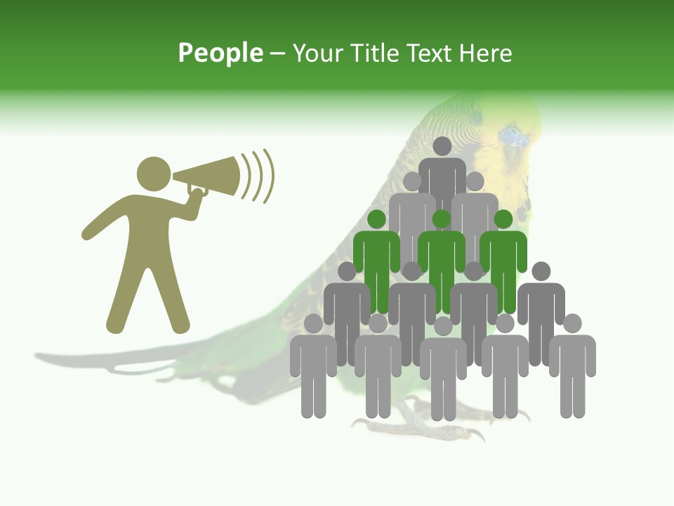 Beak Backgrounds Pets PowerPoint Template