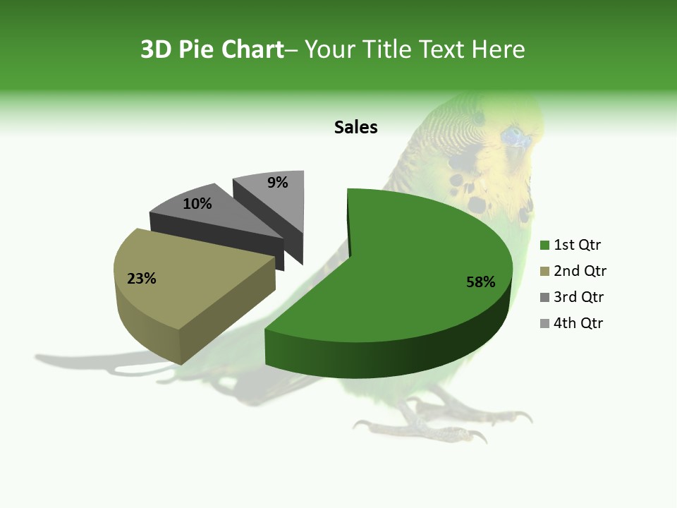 Beak Backgrounds Pets PowerPoint Template