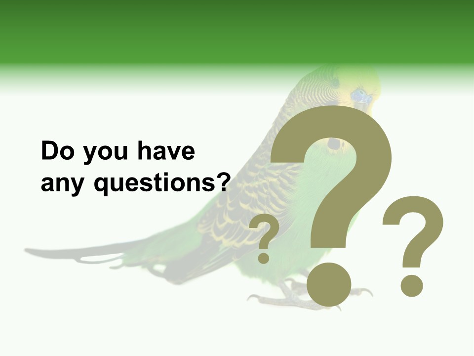 Beak Backgrounds Pets PowerPoint Template