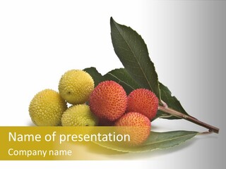 Forest Flower Fresh PowerPoint Template