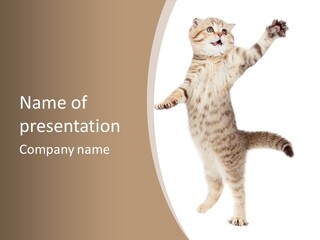 Striped Tabby Standing PowerPoint Template