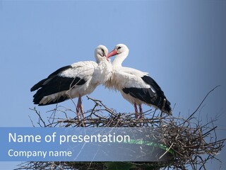 Wader Standing Home PowerPoint Template